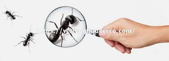 شركة مكافحة حشرات بالدمام والتخلص منها