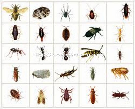 شركة رش دفان بالجبيل