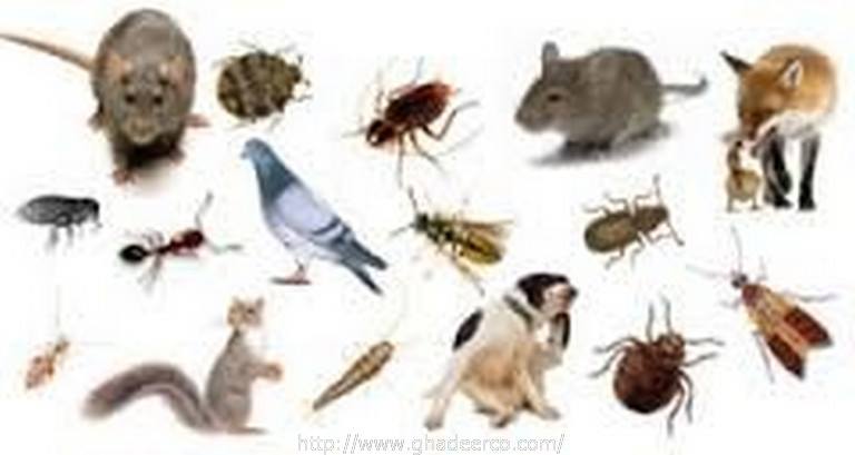 شركة مكافحة البق بالدمام