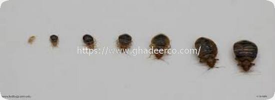 شركة مكافحة النمل الأبيض بالجبيل