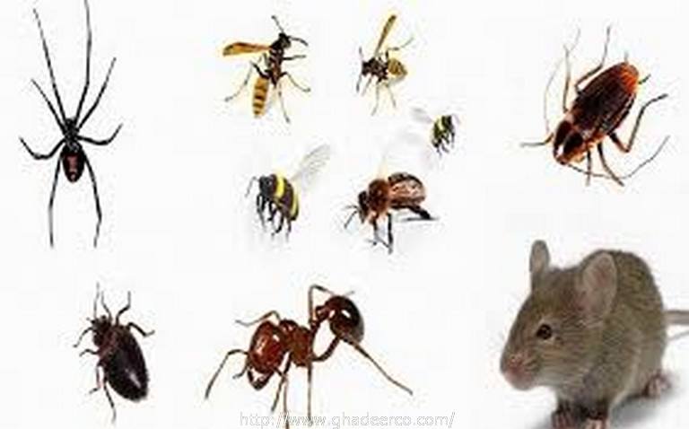 شركة رش النمل الابيض ببقيق