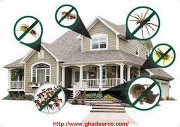 شركة مكافحة الفئران بالخبر