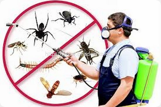 شركة رش الصراصير ببقيق