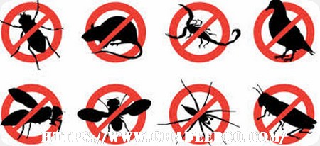 شركة مكافحة النمل الابيض ببقيق