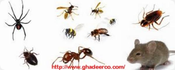 شركة مكافحة صراصير بالقصيم