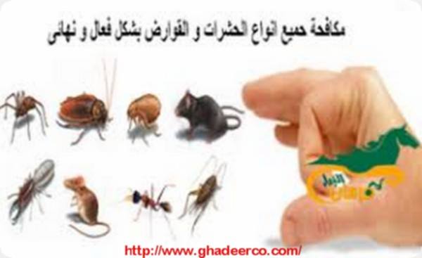 شركة رش النمل الابيض بعنك