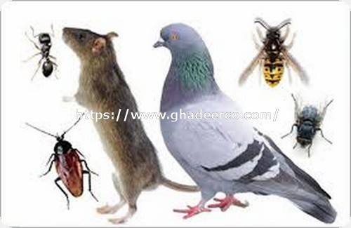 شركة مكافحة الحمام بالجبيل