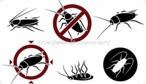 شركة المثالية لمكافحة الحشرات بالخبر