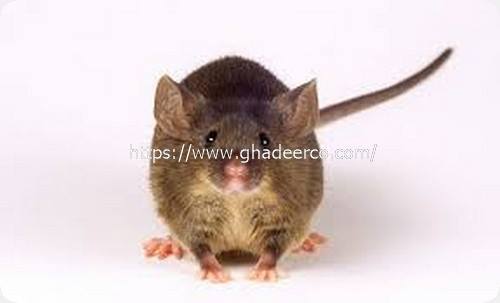 شركة المثالية لمكافحة الحشرات بالقطيف