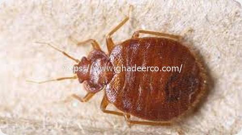 شركة المثالية لمكافحة الحشرات بالقطيف