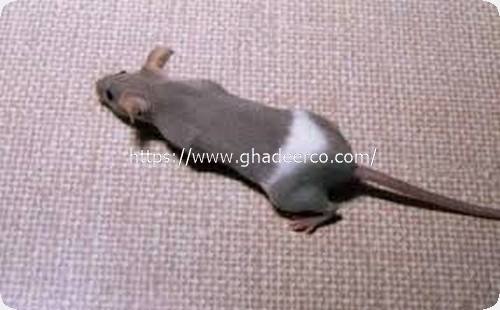 شركة امست لمكافحة الحشرات بالجبيل