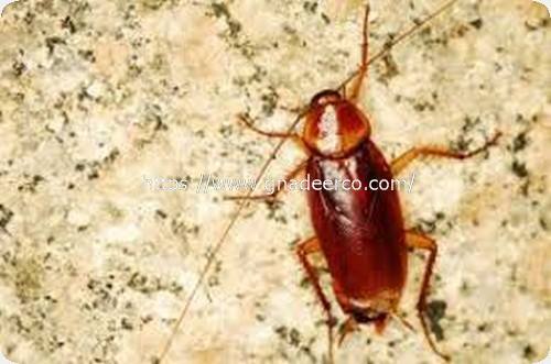 شركة ماسه لمكافحة الحشرات بالظهران