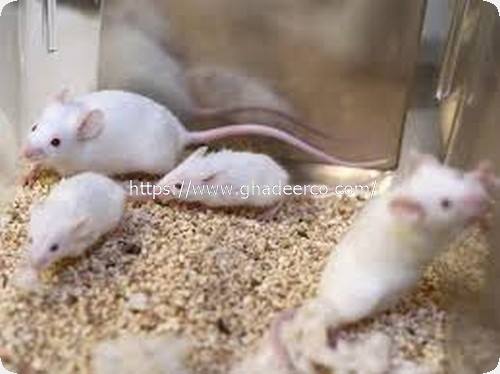 شركة ماسه لمكافحة الحشرات بالجبيل