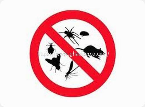 شركة امست لمكافحة الحشرات بالخبر