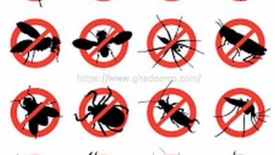 شركة رش الصراصير بعنك