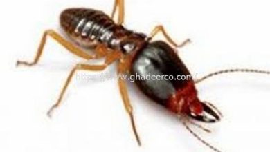 شركة مكافحة النمل الابيض بعنك